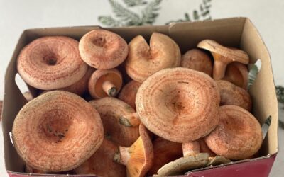 Milky Saffron mushrooms and scrambled eggs